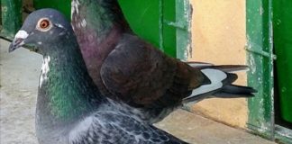 Los colombófilos gomeros celebran el Dia de Canarias con el “Trofeo 7 Islas”