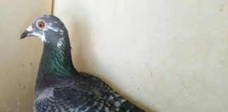 El palomar “Fidel y Santi Díaz” pasa a liderar el Social