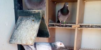 Comienzan los Campeonatos de Medio Fondo para las palomas gomeras