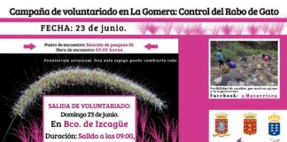 Continúa la campaña de voluntariado en La gomera ‘Control del Rabo de Gato’ este domingo