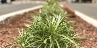 San Sebastián embellece sus jardines con flora autóctona