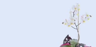 La Asociación Iballa muestra sus condolencias por el fallecimiento de Doña Juana Plasencia Plasencia