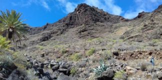 El ‘rabo de gato’ se puede controlar