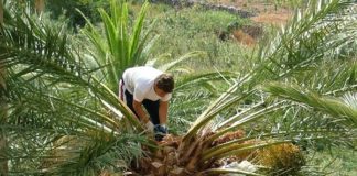 El dulce manjar de La Gomera