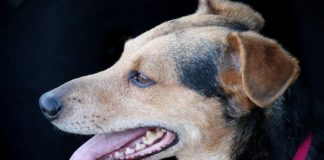 Conoce las residencias para perros de avanzada edad en Tokio