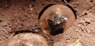 La Gomera cría en cautividad a 400 ejemplares del Lagarto Gigante