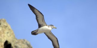 Valle Gran Rey reduce la luminosidad del alumbrado costero coincidiendo con la época de cría de la pardela cenicienta