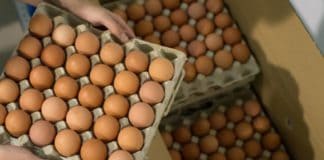 Se detecta un positivo de salmonella aunque no fue necesaria la alerta sanitaria