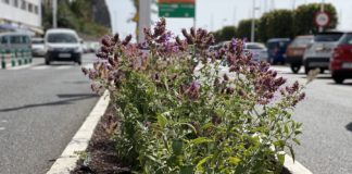 San Sebastián de La Gomera continúa ampliando las zonas ajardinadas con flora autóctona