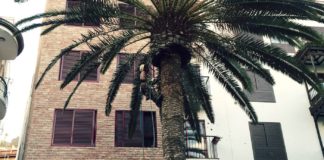 El Ayuntamiento de San Sebastián ejecuta trabajos de poda y limpieza del palmeral capitalino