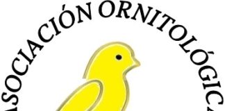 La Asociación Ornitológica Tajonaje de Alajeró recibe varios premios