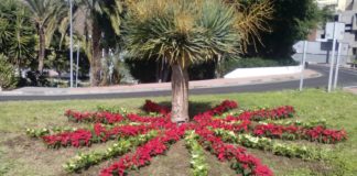 El Ayuntamiento vestirá de Navidad las calles de San Sebastián de La Gomera con 1.600 flores de pascua