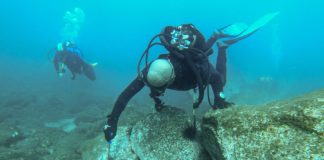San Sebastián de La Gomera realiza una acción de control de la población de erizos en las aguas de la bahía