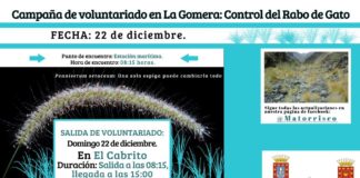 Continua la Campaña de Voluntariado en La Gomera: ‘Control del rabo de Gato’ este domingo 22 en El Cabrito