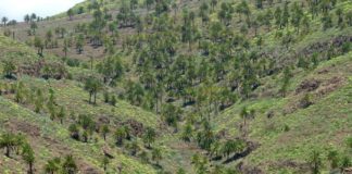 La Gomera potencia el aprovechamiento sostenible de la palmera canaria a través del proyecto ´Guarapo`