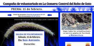 Continúa la ‘Campaña de Voluntariado en La Gomera. Control del Rabo de Gato’ este sábado