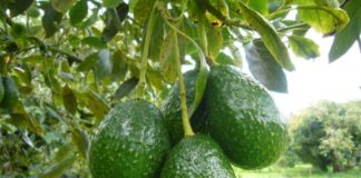 El Cabildo apuesta por la formación en el sector primario con un curso sobre producción de mango y aguacate