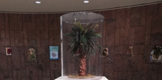 El Cabildo acoge una muestra sobre el tratamiento y preservación de flora endémica