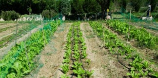 UPA pide que se autorice el trabajo en los huertos y parcelas familiares en toda España