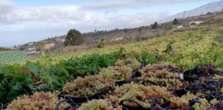 La Asociación de Viticultores y Bodegueros de Canarias (AVIBO) presenta un plan de rescate del sector vitivinícola