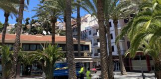 El Ayuntamiento realiza trabajos de poda en 200 palmeras de San Sebastián