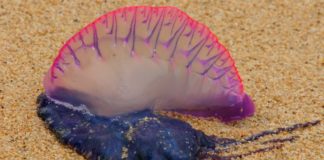 El Ayuntamiento de San Sebastián iza la bandera roja en la playa ante la presencia de meduzas