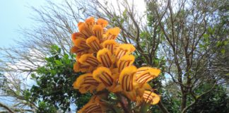 Celebración del Día Mundial de la Biodiversidad en el Parque Nacional de Garajonay