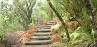 El Cabildo reapertura la red de senderos con las limitaciones estipuladas en la orden ministerial