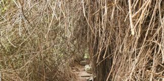 Hermigua rehabilita la galería de agua en previsión a la sequía