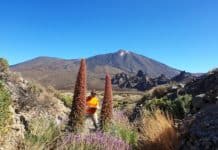 Detectan en el Teide una señal sísmica constante sin precedentes: «No hay visos de una erupción a corto o medio plazo»