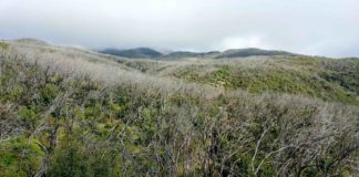 Cabildo de La Gomera y Transición Ecológica restaurarán hábitats degradados del Parque Nacional de Garajonay