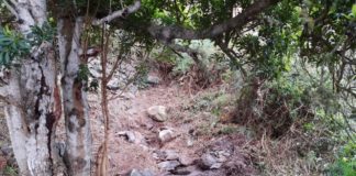 El Cabildo de La Gomera ejecuta tareas de limpieza en los nacientes de la isla