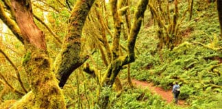 Aplazada la conferencia ‘La lucha contra la extinción de las plantas amenazadas del Parque Nacional de Garajonay’