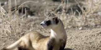 El Gobierno apela a la sensibilidad a los cazadores para evitar el abandono de hurones