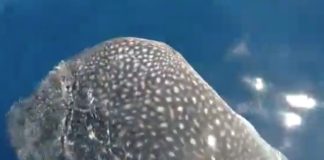 Avistamiento de un enorme tiburón ballena frente a la costa de La Gomera (vídeo)