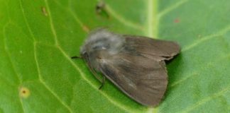 Descubren dos nuevas mariposas nocturnas exclusivas de La Gomera y El Hierro