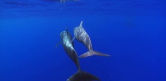 La Gomera celebra su octavo aniversario como Reserva de la Biosfera