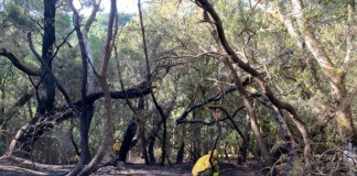 Se da por controlado el incendio de Las Creces en La Gomera
