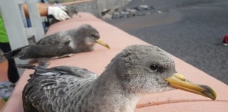 Transición Ecológica alerta sobre la grave amenaza que supone el plástico para las aves marinas de las Islas