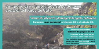 Se reanuda la Campaña de voluntariado sobre control del rabo de gato en La Gomera