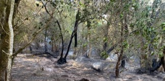 El Cabildo de La Gomera hace un llamamiento a extremar la precaución ante la alerta por riesgo de incendios forestales