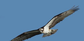 Transición Ecológica impulsa acciones para la conservación del guincho y halcones de Berbería