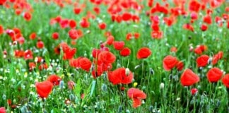 Amapolas, las flores que se hicieron virales en tan solo 24 horas