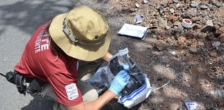 La Gomera intensifica los trabajos de inspección de los tendidos eléctricos para evitar riesgos a la avifauna