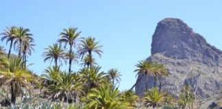 Charla este próximo sábado en Hermigua sobre la palmera canaria