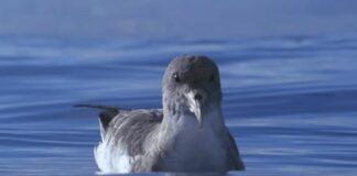 El Cabildo inicia la campaña de la Pardela Cenicienta y pide reducir el impacto lumínico en zonas de costas