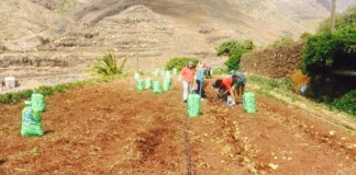 Este lunes finaliza el plazo para solicitar el uso de los huertos sociales del Cabildo