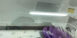 El Cabildo devuelve a su hábitat a un gavilán tratado en el Centro de Recuperación de Fauna de Tafira