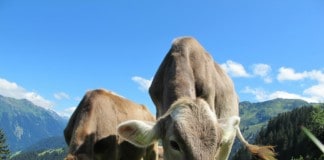 La ganadería en Canarias resulta perjudicada por los altos precios de la alimentación animal