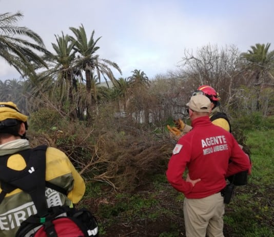Canarias activa este lunes la campaña contra incendios forestales de 2026: Más de 2.600 efectivos y 19 medios aéreos